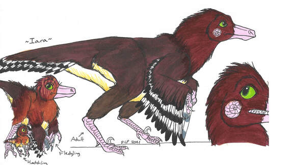 The character sheet for Iara. She is a feathered dinosaur with brown feathers, black and white striped wings, a yellow underside and green eyes. She has an ammonite scar on her cheek. Her growth phases are shown as well-from hatchling on the left, to fledgling in the middle, to adult on the right.